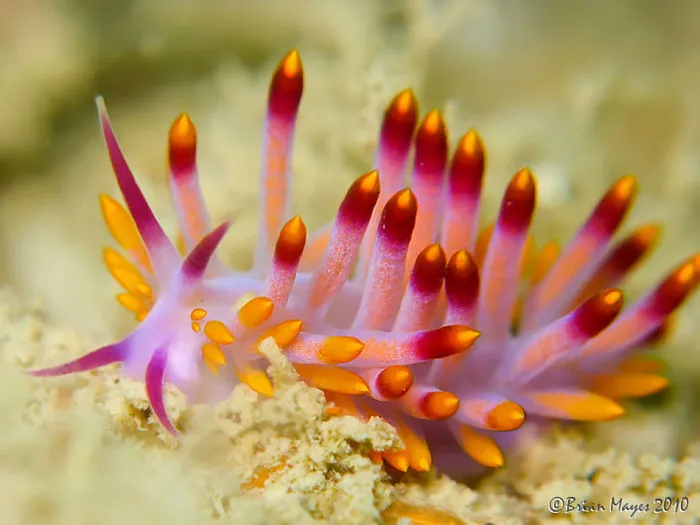 Colorful sea slug with vibrant orange and purple spikes resting on sandy ocean floor, showcasing alien-like marine life.