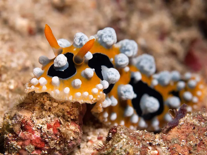 Colorful sea slug with bright orange and black patterns covered in white bumps on sandy ocean floor, showcasing strange alien-like features.