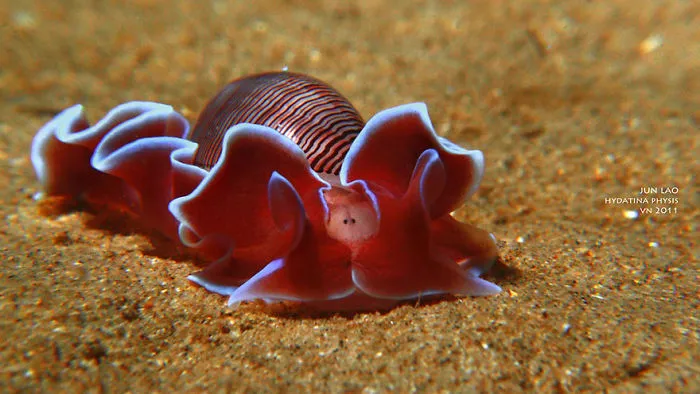 Colorful sea slug with ruffled edges resting on the sandy ocean floor showcasing alien-like marine life features.