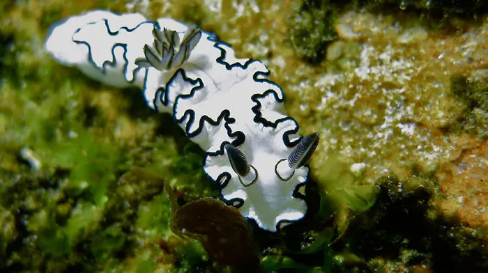Close-up of a black and white sea slug, showcasing alien-like features in its natural underwater environment.