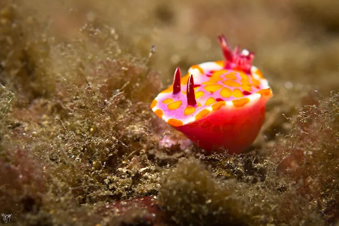 Colorful sea slug with red and orange patterns resting on a marine surface, showcasing alien-like features underwater.