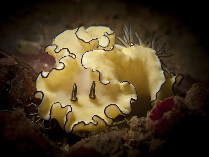Yellow sea slug with wavy black-edged frills resting on the ocean floor, showcasing alien-like features of sea slugs.