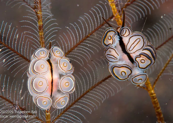 Two colorful sea slugs with unique patterns cling to underwater coral, showcasing alien-like features on planet Earth.