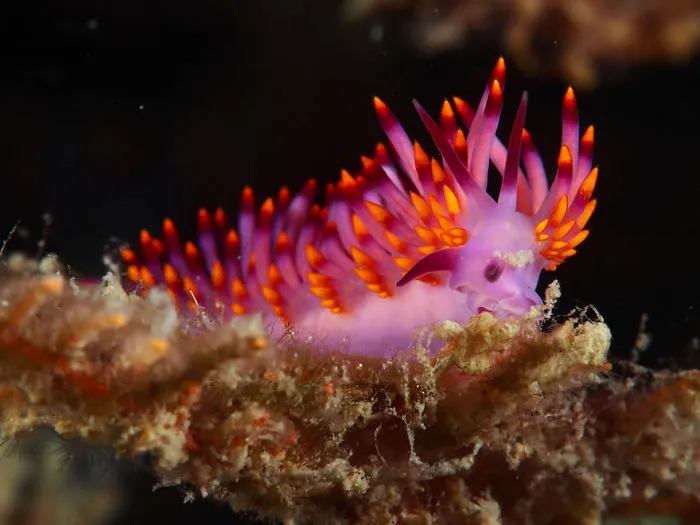 Close-up of a vibrant sea slug underwater showcasing alien-like features in marine life and sea slug diversity.