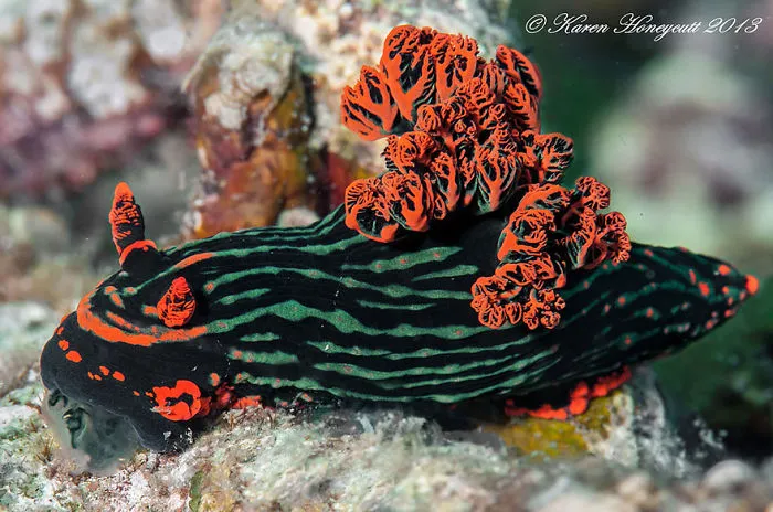 Close-up of a colorful sea slug with bright orange and green patterns on a coral reef environment.