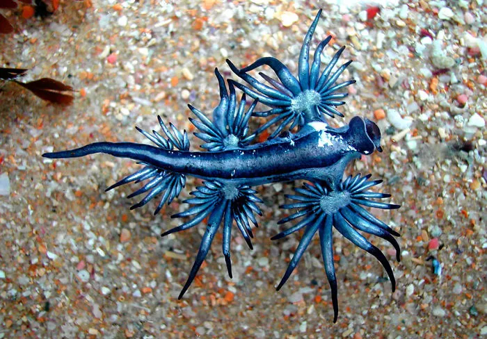 Blue Angel (Glaucus Atlanticus)