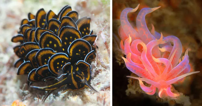 51 Sea Slugs That Prove Aliens Already Live On Planet Earth