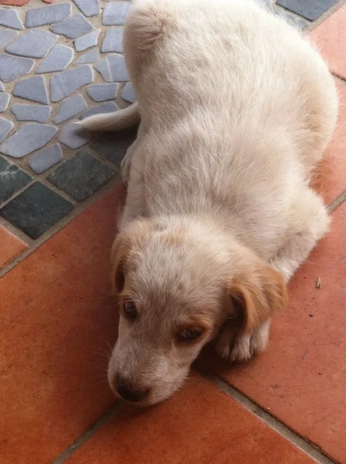 Our Cutie Kim! (mix Between Italian Spinone And Labrador)