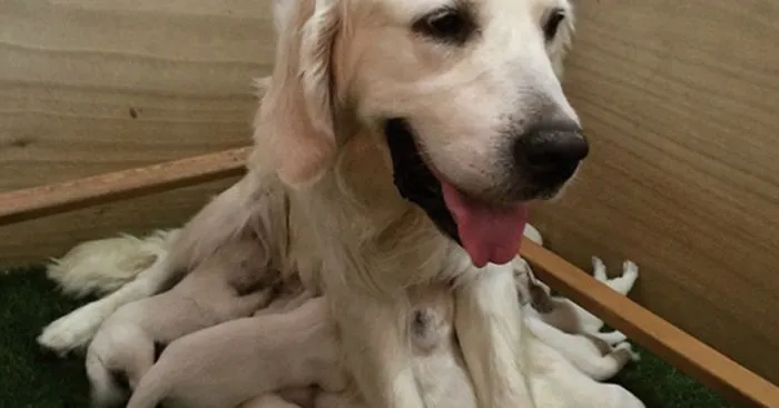 Dog-topus: A Newly Discovered Golden Retriever And Octopus Hybrid