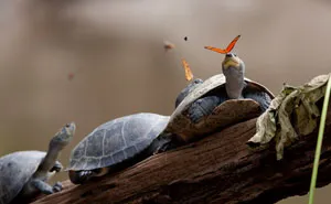 Butterflies Drinking Tears From Turtle And Alligator Eyes Look Like A Scene From Disney
