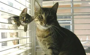 30 Cats With Their Cute Mini-Mes