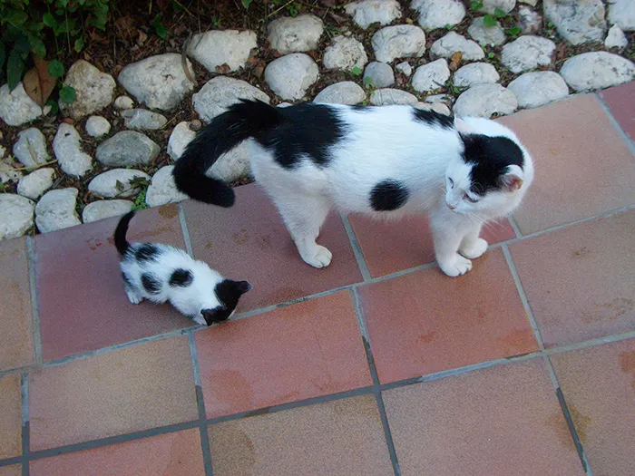 Cat And Her Mini-me