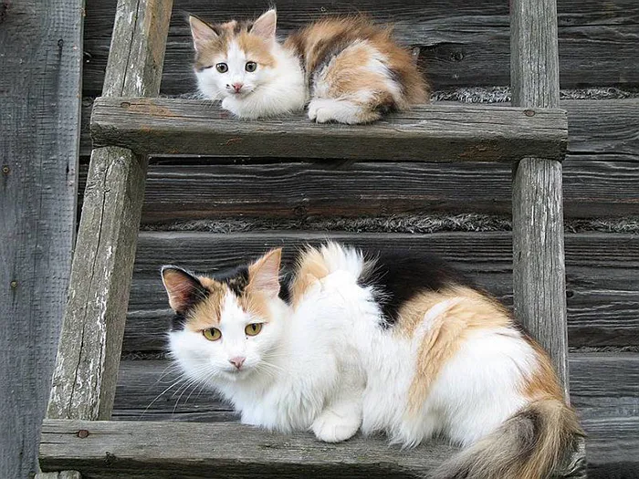 Cat And Her Mini-me