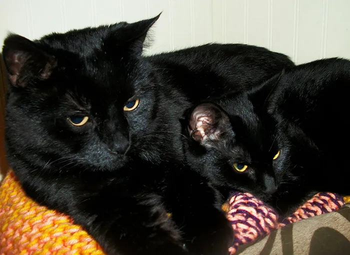 Big Cat, Little Cat