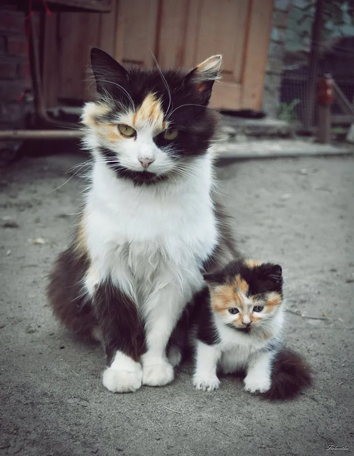 The Cutest Little Girl