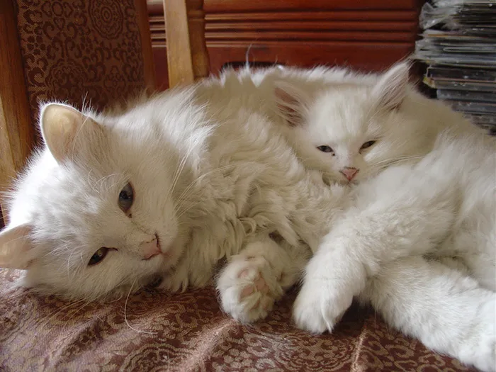 My Cat Xiaoniu And Her Son