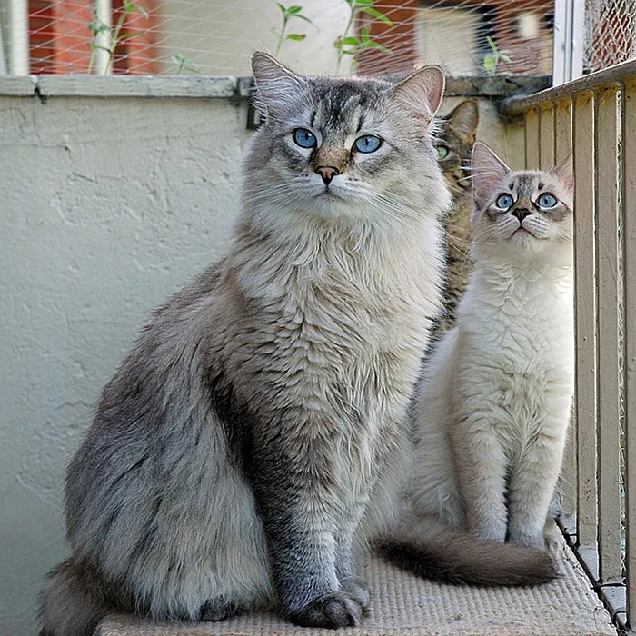 Like Father And Son