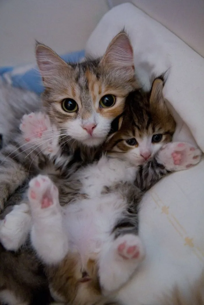 Mini-me