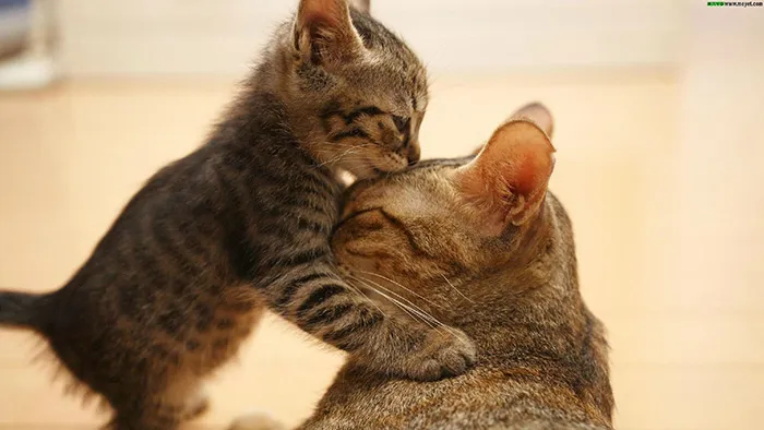 Mini-me