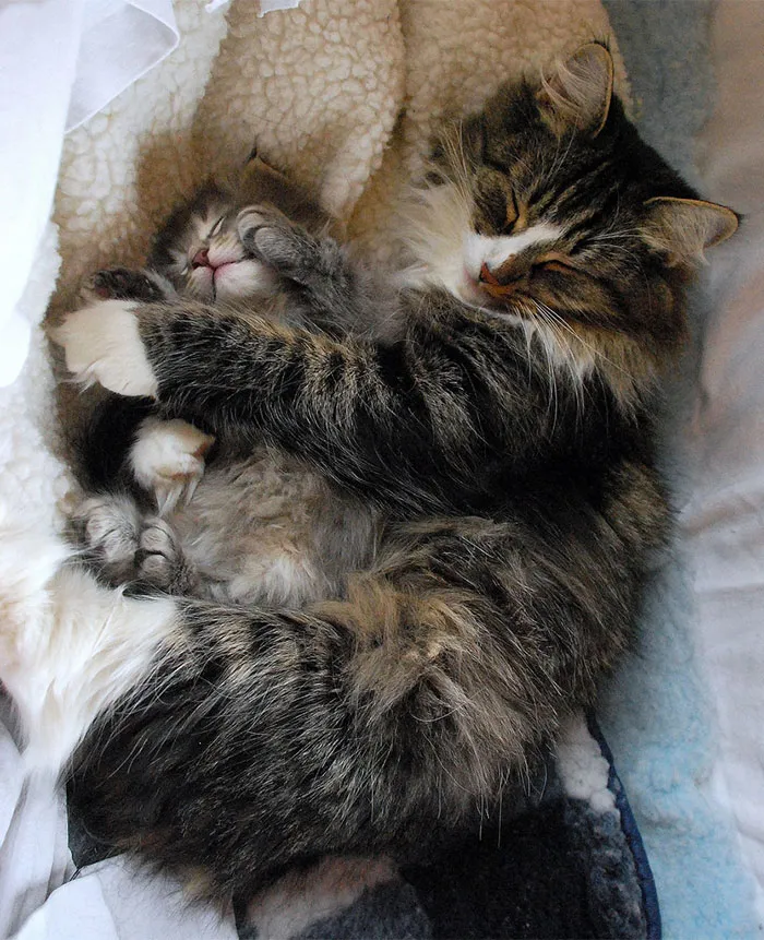Mother's Love
