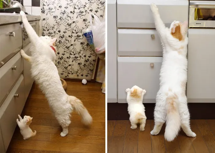 The Same Cat's Mini-Me