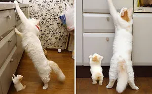 30 Cats With Their Cute Mini-Mes