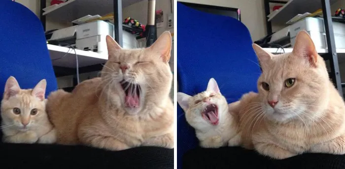 Like Mother Like Daughter
