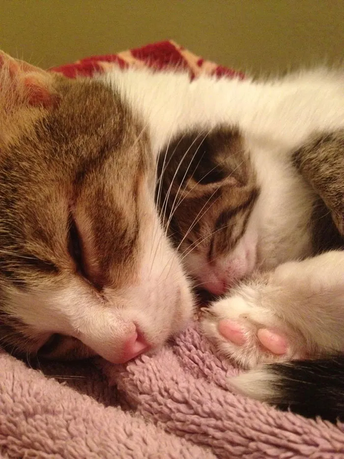 My Sister Is Fostering A Cat Family And She Walked In The Room To See This Snuggle Action