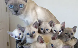 30 Cats With Their Cute Mini-Mes