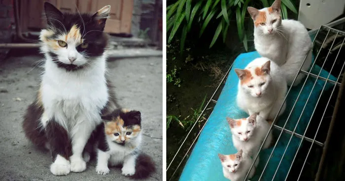 30 Cats With Their Cute Mini-Mes