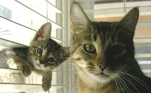30 Cats With Their Cute Mini-Mes