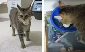 Guy Builds Cat Feeding Machine That Requires His Kitty To Hunt For Food