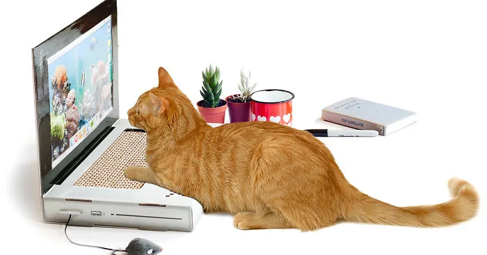 Laptop Scratching Post Lets Your Cat Work On A Computer Without Destroying Yours