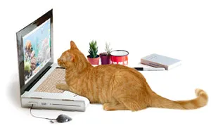Laptop Scratching Post Lets Your Cat Work On A Computer Without Destroying Yours