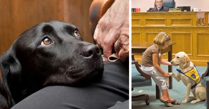 It's Scary To Testify In Front Of Your Attacker In Court, But These Dogs Make It Easier