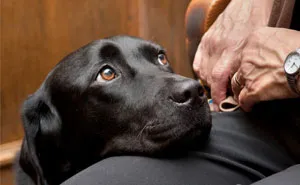 It's Scary To Testify In Front Of Your Attacker In Court, But These Dogs Make It Easier