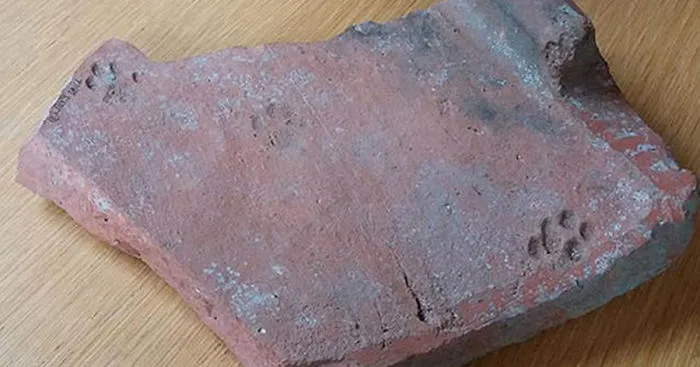 2000-Year-Old Paw Print Proves Cats Never Cared About Your Stuff