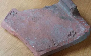 2000-Year-Old Paw Print Proves Cats Never Cared About Your Stuff