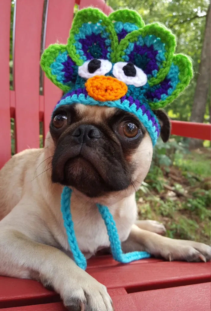 Peacock Hat