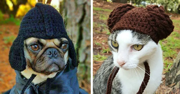 Artist Crochets Pet Hats And They're Purrfect