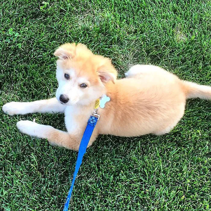 Goberian (Golden Retriever + Husky Crossbreed)