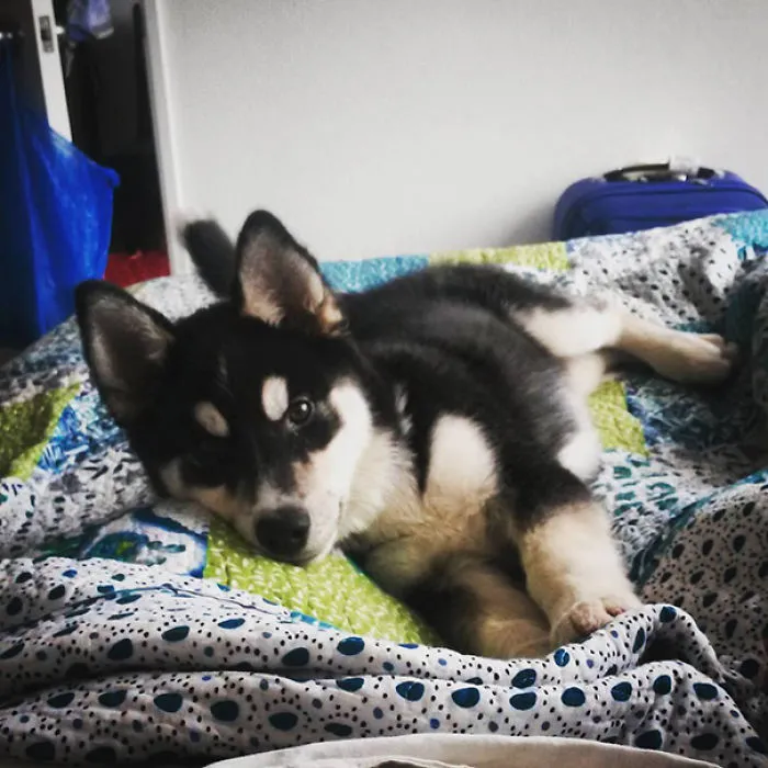 Shepsky (German Shepherd + Husky)