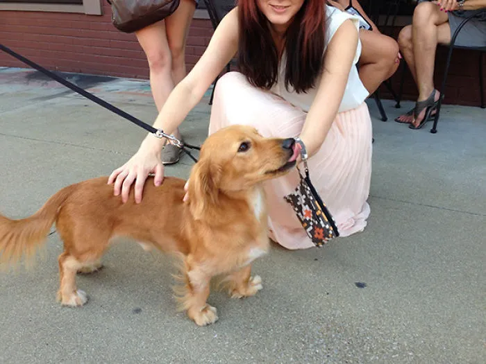 Small brown dog being pet by a woman 