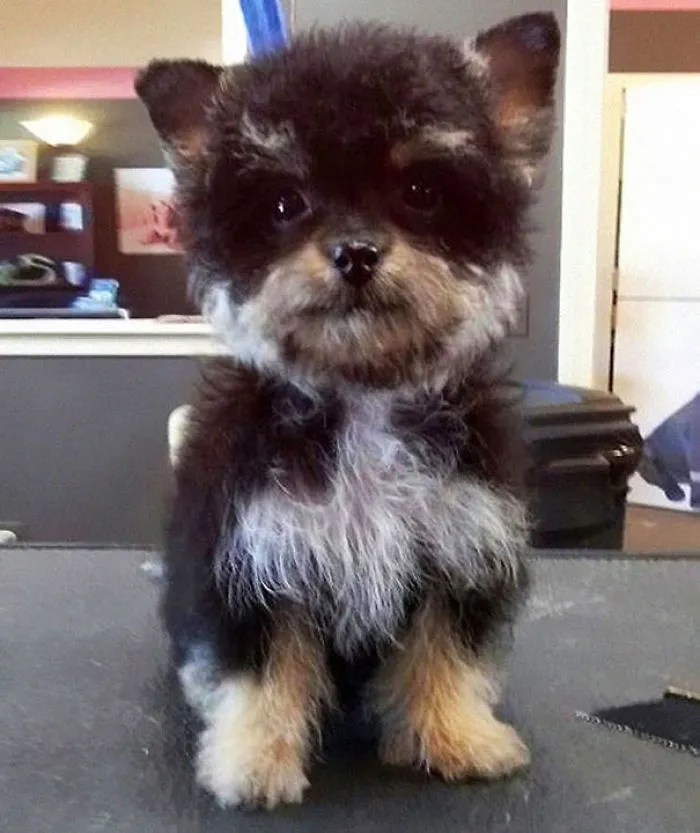 Small mixed colored puppy sitting on desk 