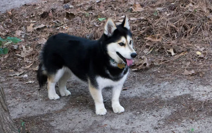 Small black and white dog outside 