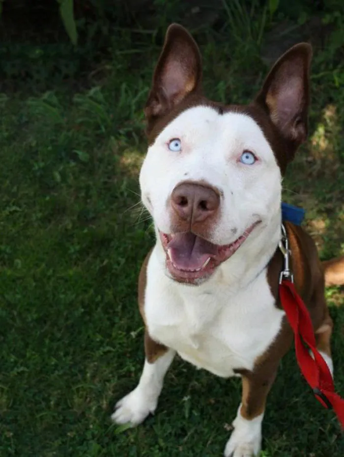 Pitsky (Pit Bull + Husky Crossbreed)