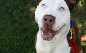 35 Photos of Mixed Dog Breeds For An Instant Mood Uplift