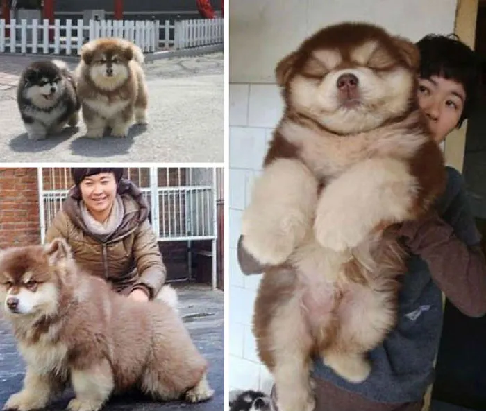 Chusky (Chow Chow + Husky Crossbreed)