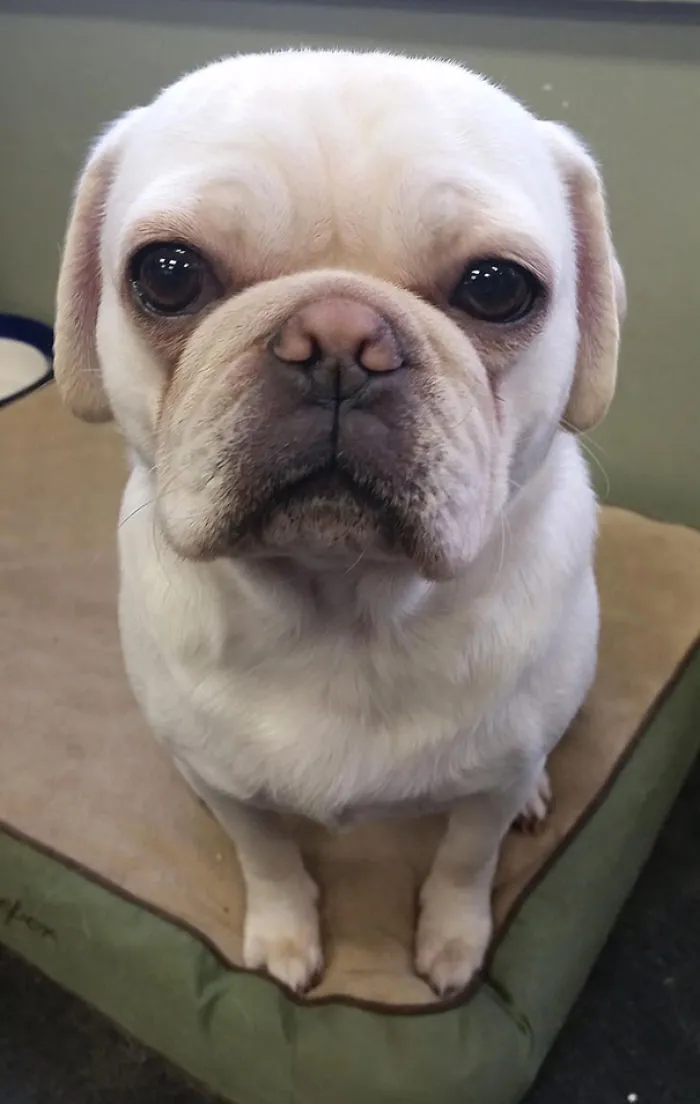 White dog sitting on cushion 