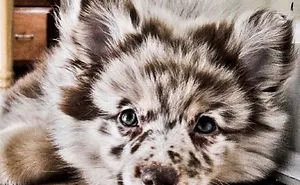 35 Photos of Mixed Dog Breeds For An Instant Mood Uplift